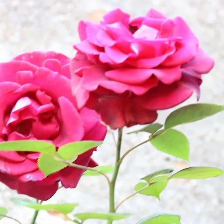 B&B Maison Du Lys En Layon