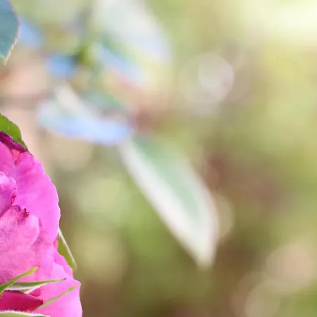 Maison Du Lys En Layon B&B