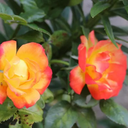 Maison Du Lys En Layon