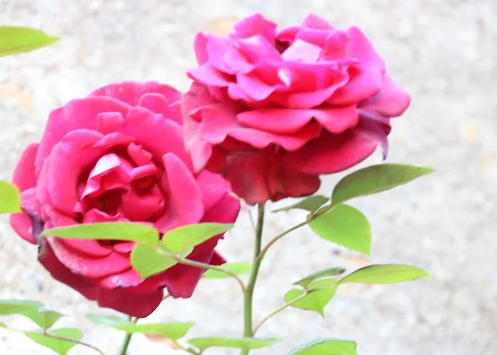 Panzió Maison Du Lys En Layon