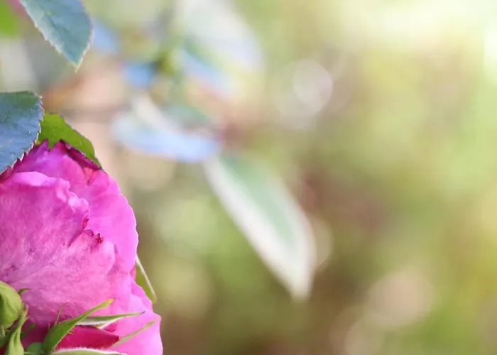 Maison Du Lys En Layon Panzió