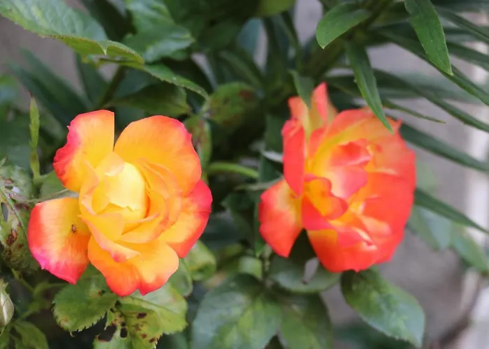 Maison Du Lys En Layon